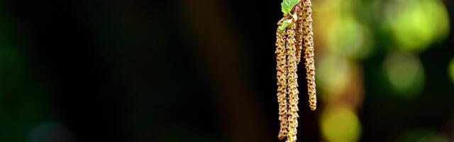 Сезон цветения березы этого года будет весьма богатым на пыльцу