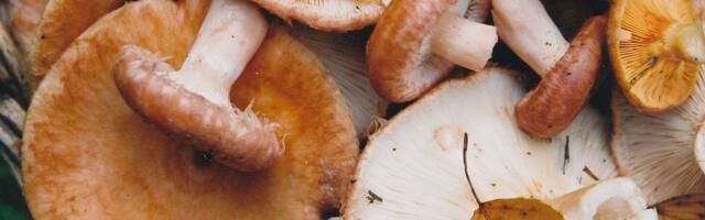 „Совершенно удивительный грибной год!“ Люди довольны урожаем, а миколог считает ситуацию средней