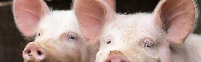 Государство советует содержать лишь небольшие свинофермы