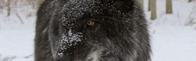 Гибридные волки распространяются по Европе. Есть ли они в Латвии?