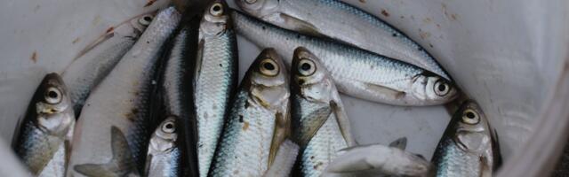 Поправки к закону запретят рыбакам продавать одному человеку более 10 килограммов рыбы за раз