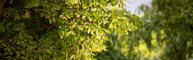 В среду переменная облачность, +9...+12