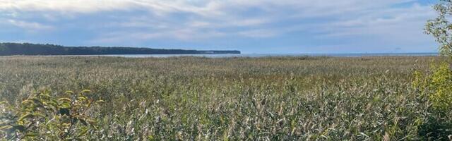 На Пальяссааре и в Мустйыэ начинаются работы по восстановлению прибрежных лугов