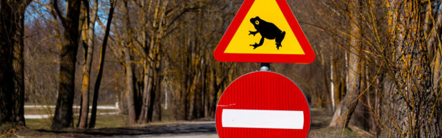 Лягушки выходят на дороги: в Тарту перекроют улицы по ночам