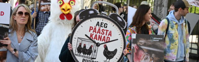 В Таллинне вновь протестуют против клеточного содержания кур