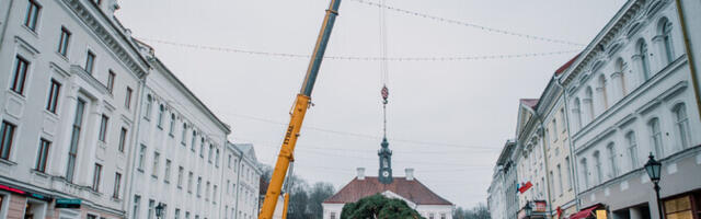 Рождественскую елку для Ратушной площади Тарту нашли уже в сентябре