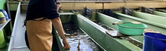 Ленинградская АЭС выпустила в реку Нарва сотни особей молодого атлантического лосося