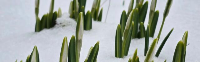Зима не отступает: на этой неделе в Эстонии прогнозируют снег и морозы до -10°C