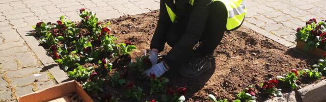 Несмотря на прогноз, в городе начали высаживать анютины глазки