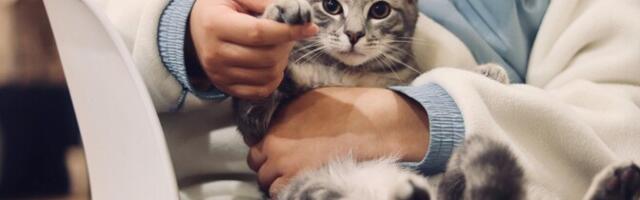 Министерство по делам регионов не готово сделать обязательным чипирование кошек