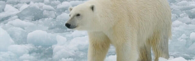 Белые медведи на Шпицбергене за четверть века прибавили в весе