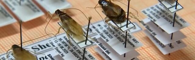 В Эстонии обнаружили новый для нашего региона вид таракана