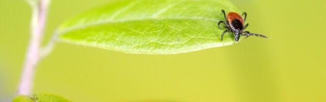 "Очевидец": помимо энцефалита и боррелиоза клещи переносят еще одно заболевание