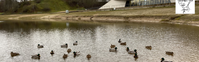 Липовая ямка в Нарве превращается в «утятницу»
