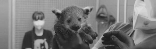 В Таллиннском зоопарке скончался детеныш бинтуронга